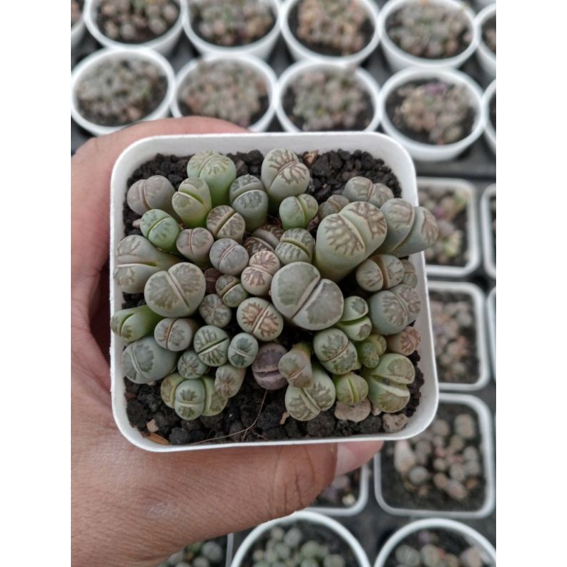 Jual Lithops pot 8cm | Shopee Indonesia