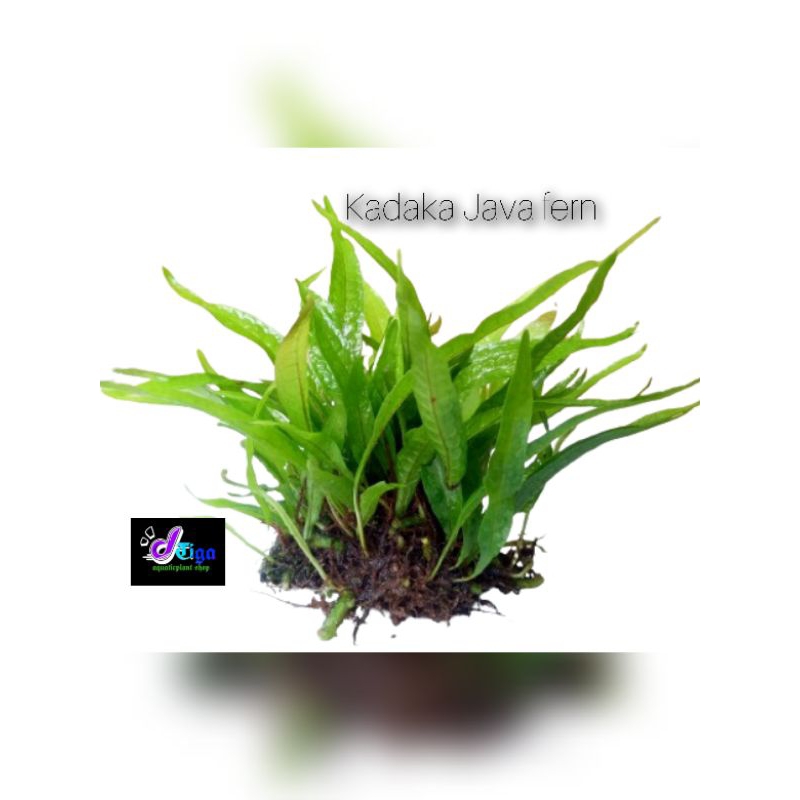 Jual Kadaka Mini Tanaman Aquascape Hiasan Aquarium | Shopee Indonesia