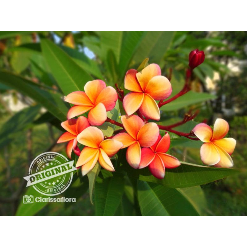Jual PROMO MURAH!!! Bibit cutting plumeria pohon Kamboja Bali