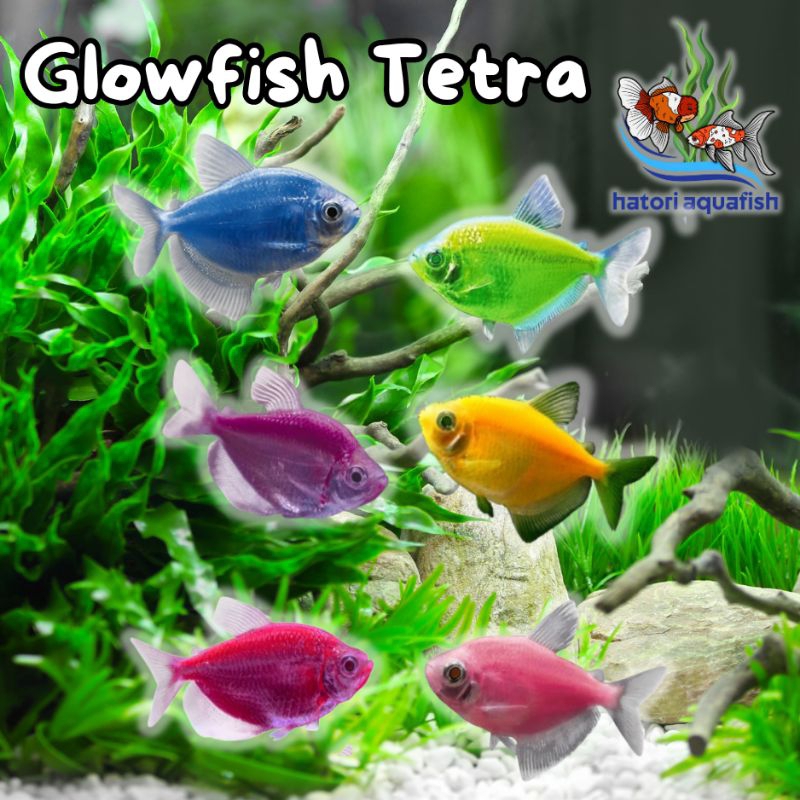 Jual Ikan Glowfish Tetra warna warni | Shopee Indonesia