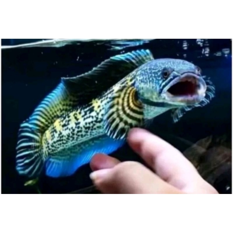 Jual CHANA AURANTI -+12CM | Shopee Indonesia