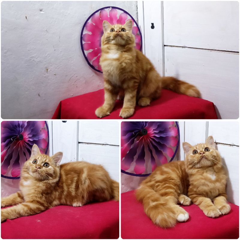 Jual Kucing Persia mainecoon Red Marble | Ongkir |Keranjang | Shopee ...