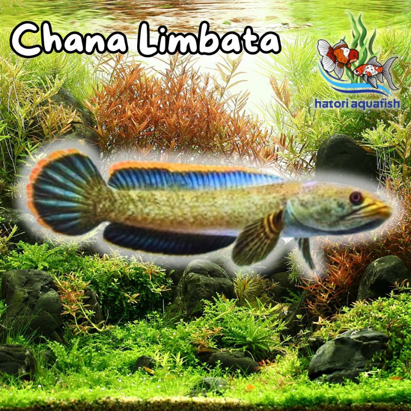 Jual Ch4na Limb4ta (chana limbata) | Shopee Indonesia