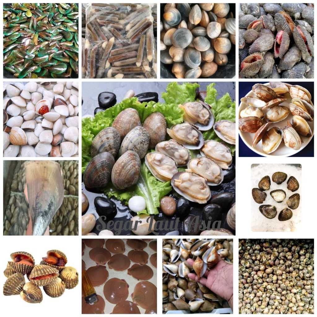 Jual Kerang Laut / Kerang Segar 1Kg / Kerang Hijau / Kerang Ijo ...