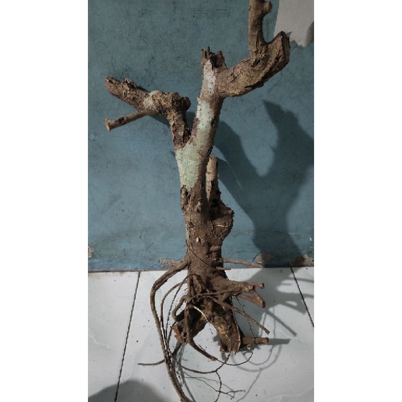 Jual bahan bonsai dongkelan Bunut preh realpic sesuai gambar | Shopee ...