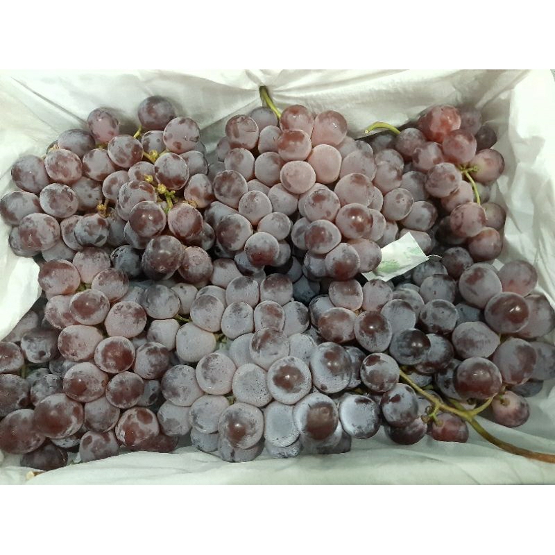 Jual Buah Anggur Merah RRC (250gr) | Shopee Indonesia