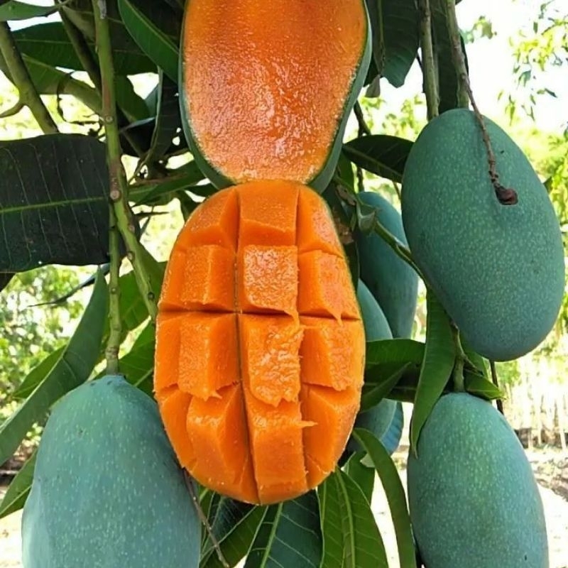 Bibit Mangga Harumanis/mangga gadung Super Okulasi cepat berbuah
