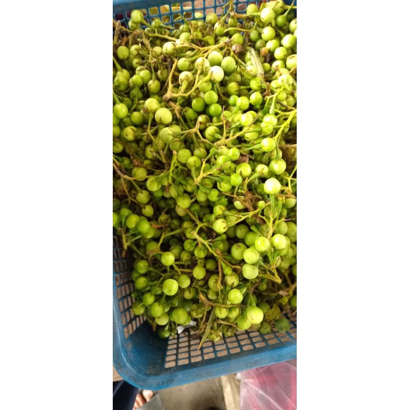 Jual RIMBANG/CEPOKAK SEGAR DAN MURAH | Shopee Indonesia