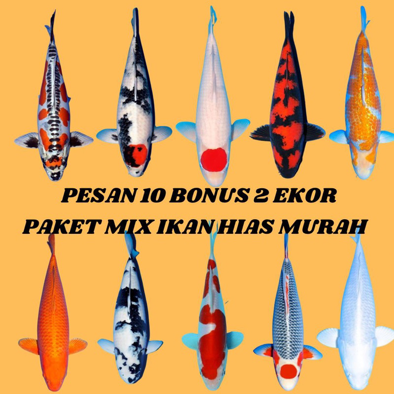 Bibit Koi Murah Promo