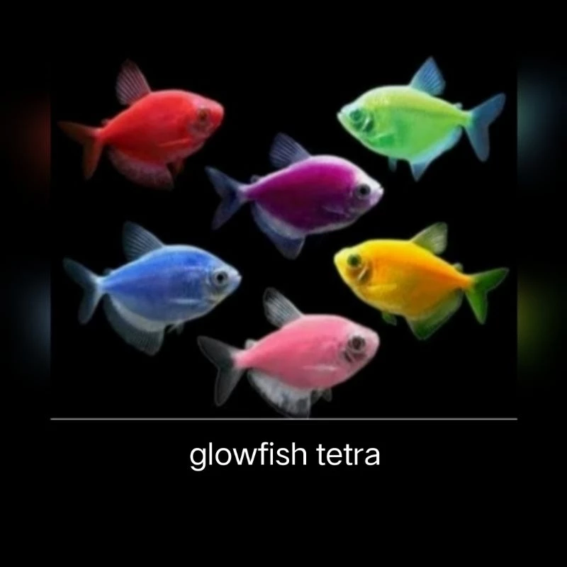 Ikan Hias Aquarium Surabaya