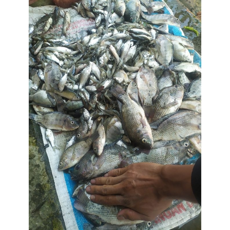Jual Pdc 4 mini cod full proteksi | Shopee Indonesia