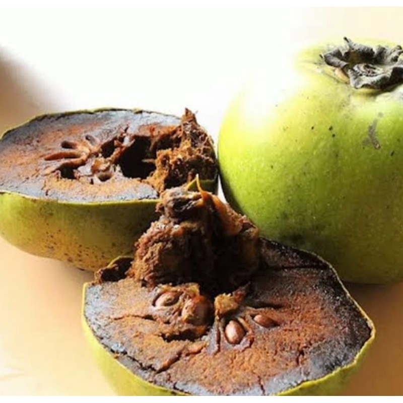 Jual INDUKAN BLACK SAPOTE BERBUAH LEBAT | Shopee Indonesia