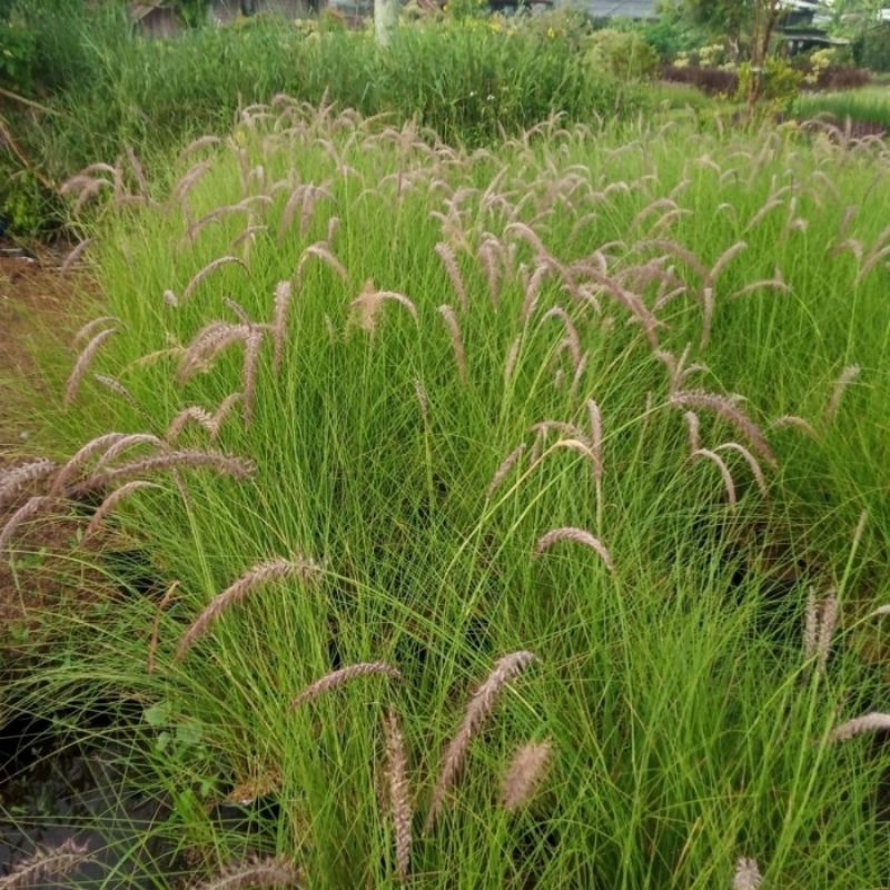 Jual Tanaman Rumput Alang Alang Hijau Ekor Kuda Love Grass | Shopee ...