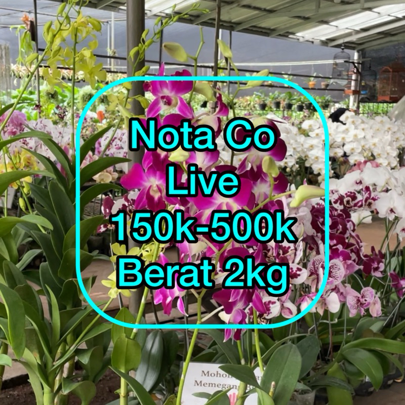 Jual Nota Co Live 150k-500k 2kg | Shopee Indonesia