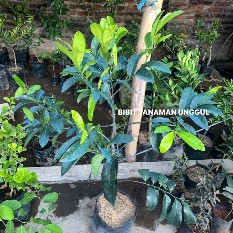 Jual Indukan Black Sapote Kondisi Berbunga/Berbuah super genjah ...
