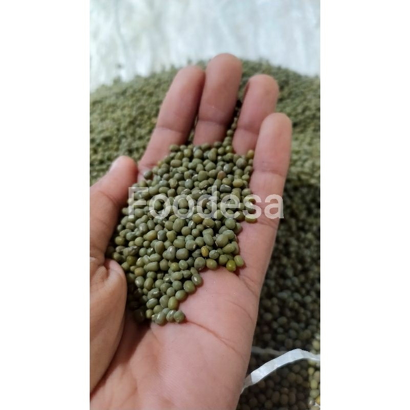 Jual Kacang Hijau Wakema untuk pembuatan Toge tauge | Shopee Indonesia