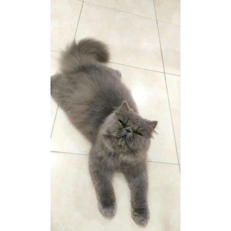 Jual kucing persia peaknose flatnose himalaya ragdoll midol longhair ...