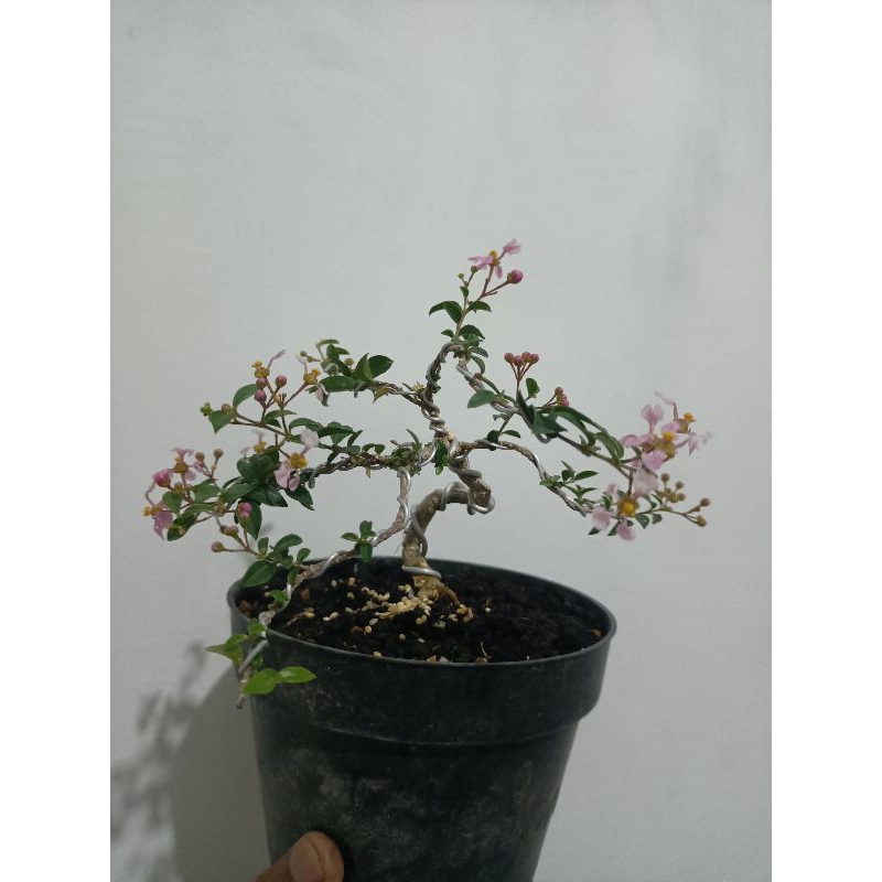 Jual bonsai sakura mikro | Shopee Indonesia