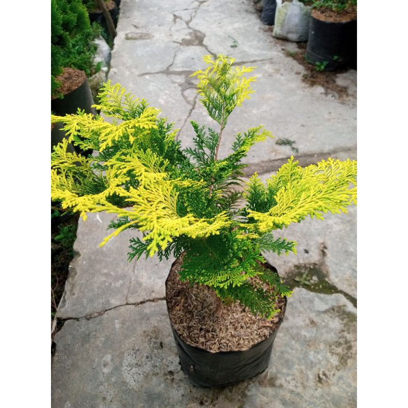 Jual cemara indoki/ tanaman hias outdoor | Shopee Indonesia
