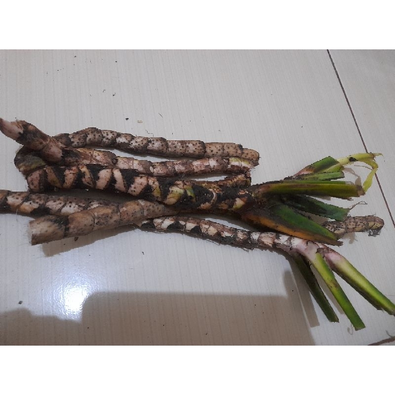 Jual jerango segar Jerangau/Dringo/Dlingo (Acorus calamus) 1kg | Shopee ...