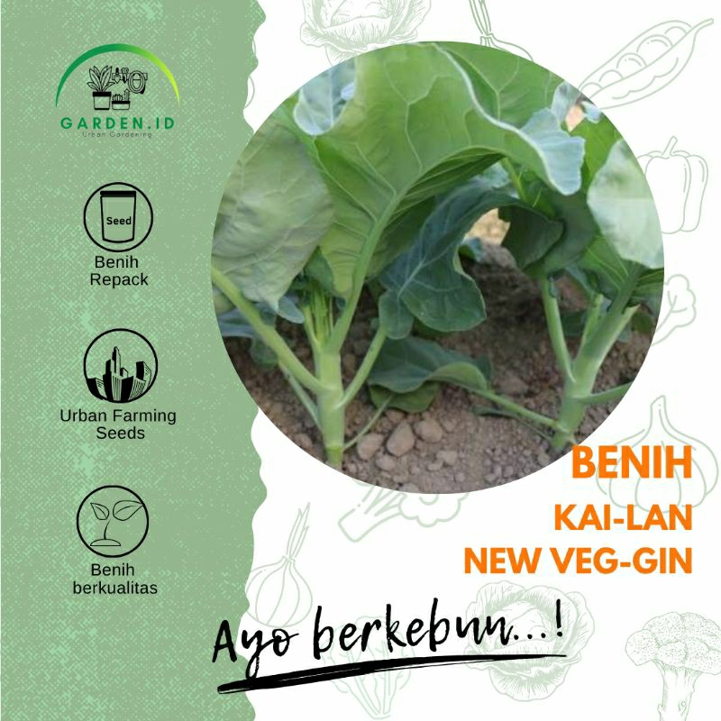 Jual Biji Benih Kai Lan Chinese Kale New Veg Gin Kys Shopee Indonesia