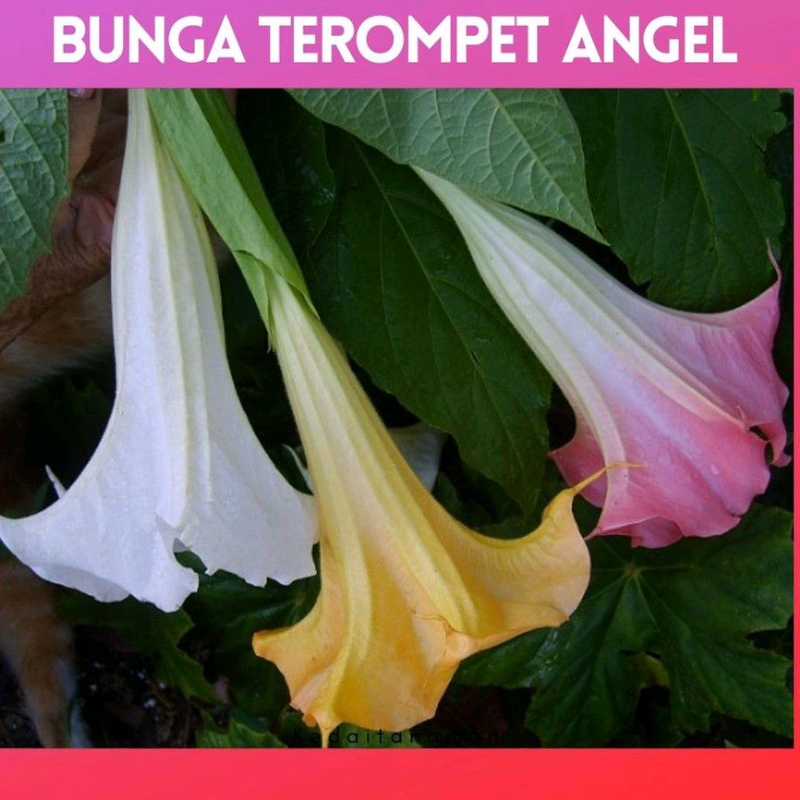 Jual Tanaman Hias Bunga Terompet Angel (Ready 3 Warna) | Shopee Indonesia