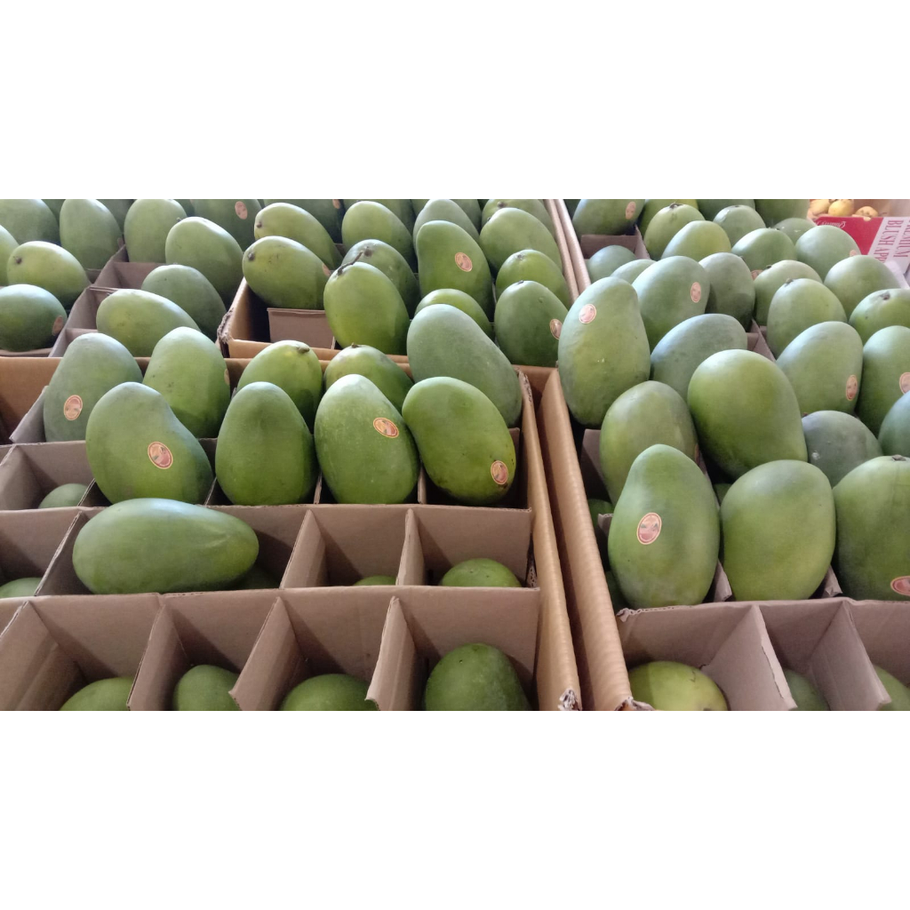 Jual Mangga Harum Manis Suluhan Shopee Indonesia 