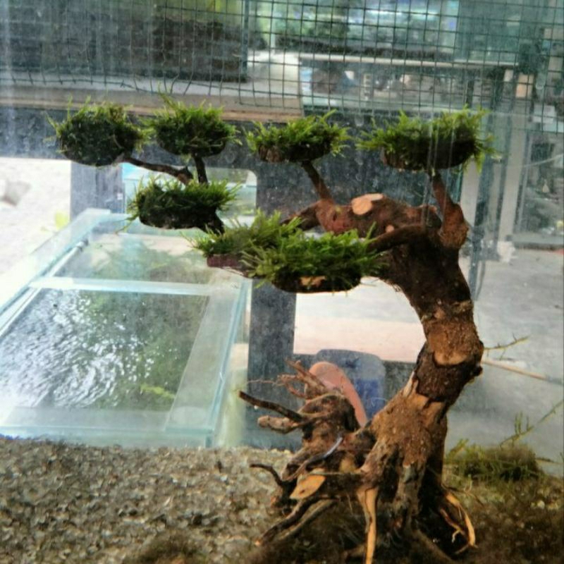 Jual BONSAI MOSS AQUASCAPE HIASAN AQUARIUM AQUASCAPE Shopee Indonesia