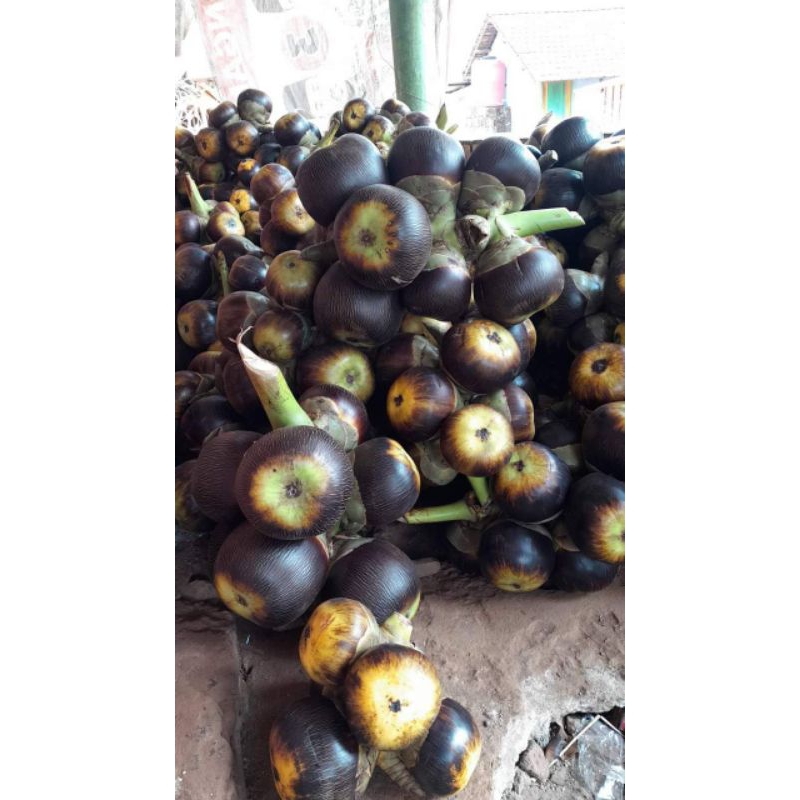 Jual Buah Siwalan / Lontar UTUH BULAT isi 3 biji [PROMO TOKO BELI 10 ...