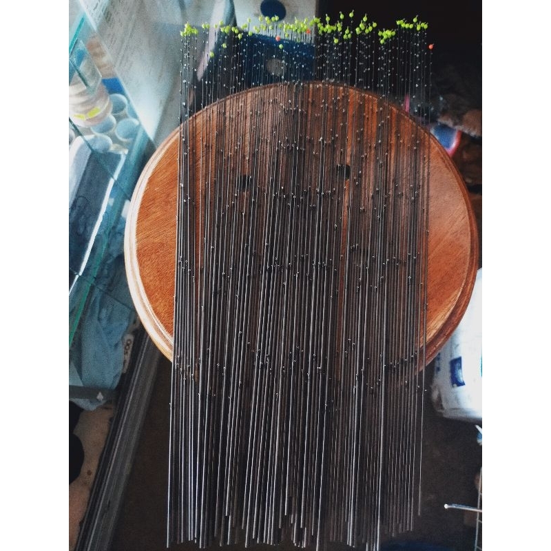 Jual ENTUL MICRO UJUNG JORAN TEGEK JADI 43CM | Shopee Indonesia