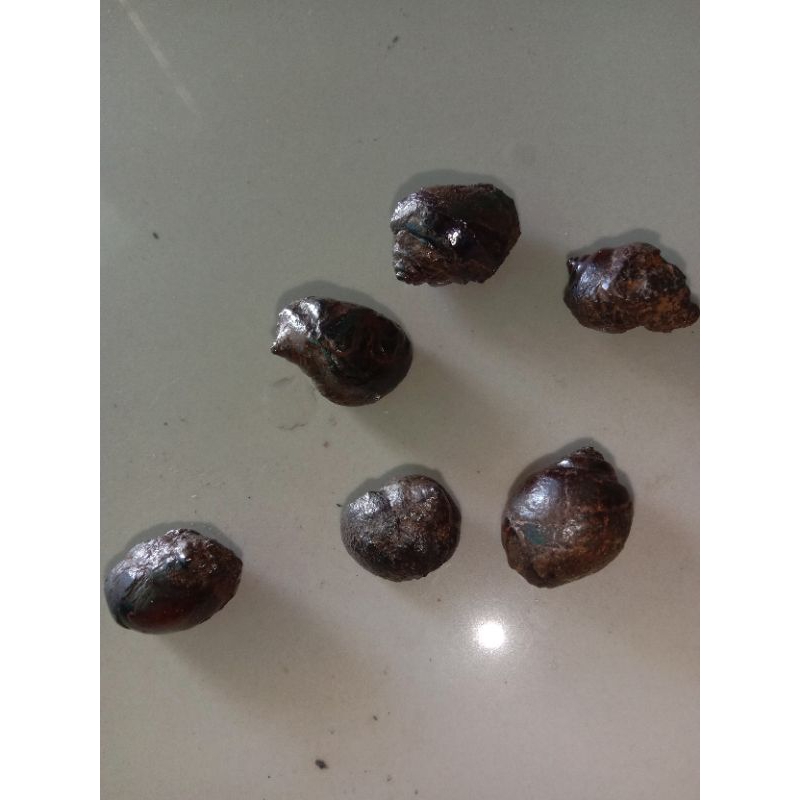 Jual keong buntat super | Shopee Indonesia