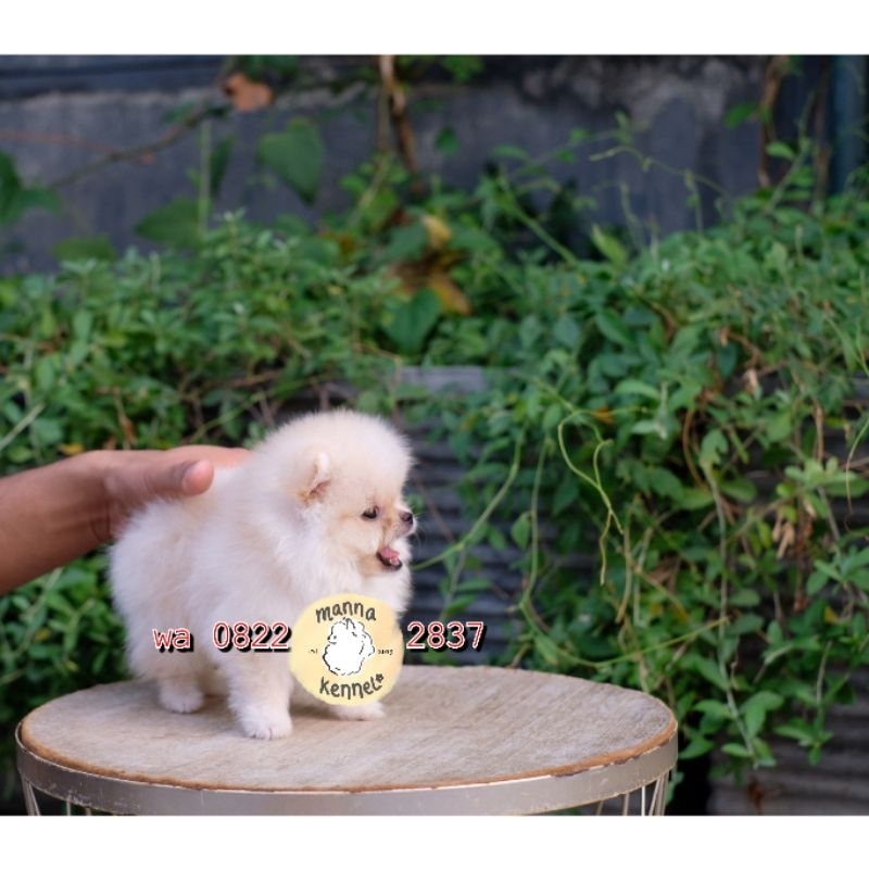 Jual 2024 mini pomeranian