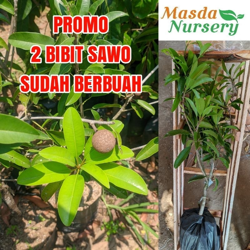 Jual Paket Murah 2 Bibit Sawo Jumbo Berbuah Shopee Indonesia