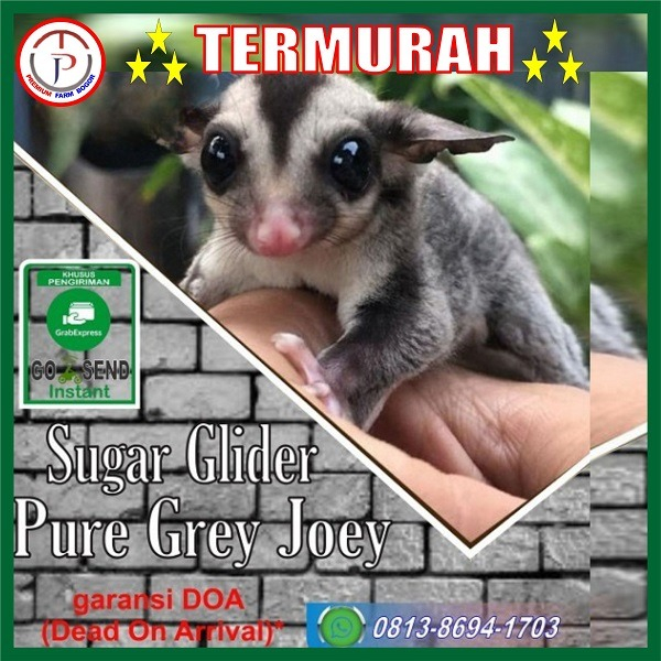 Jual Sugar glider Joy WF White Face (Muka putih) Shopee Indonesia