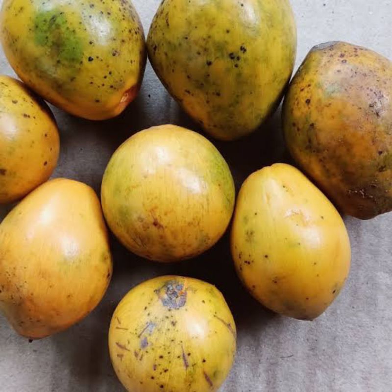 Jual jual buah campoej atau campolay hutan super manis yang kaya ...