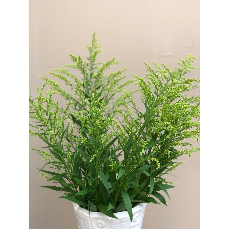 Jual solidago fresh flower | Shopee Indonesia