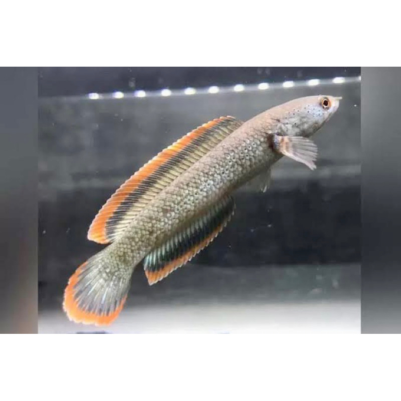 Jual channa Limbata 5cm | Shopee Indonesia