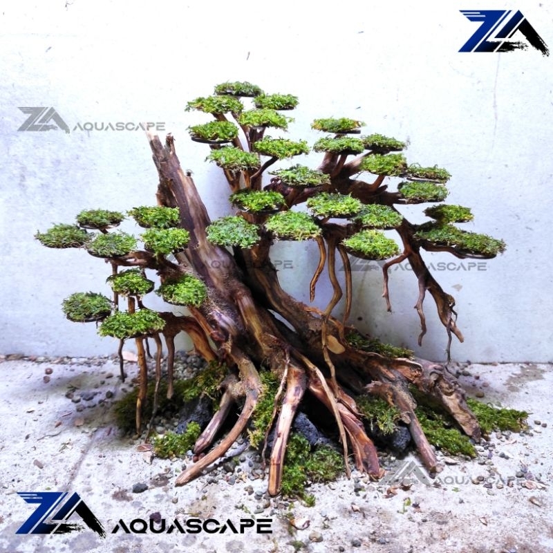 Jual BONSAI AQUARIUM HIASAN AQUARIUM AQUASCAPE BONSAI AQUASCAPE MURAH