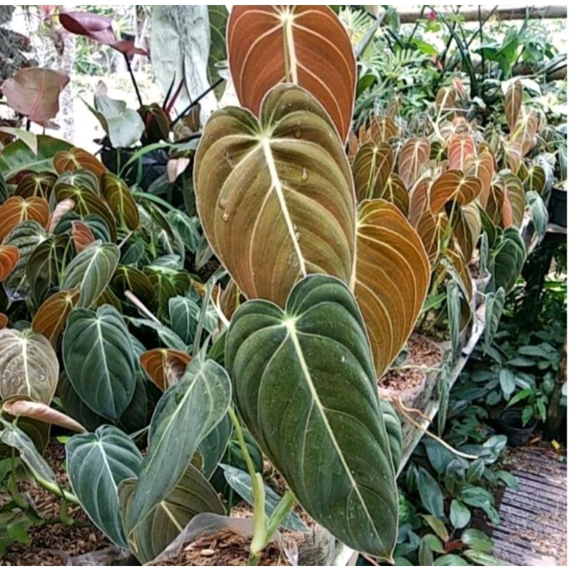 Jual Dendron Terlengkap & Harga Terbaru Mei 2026 | Shopee Indonesia