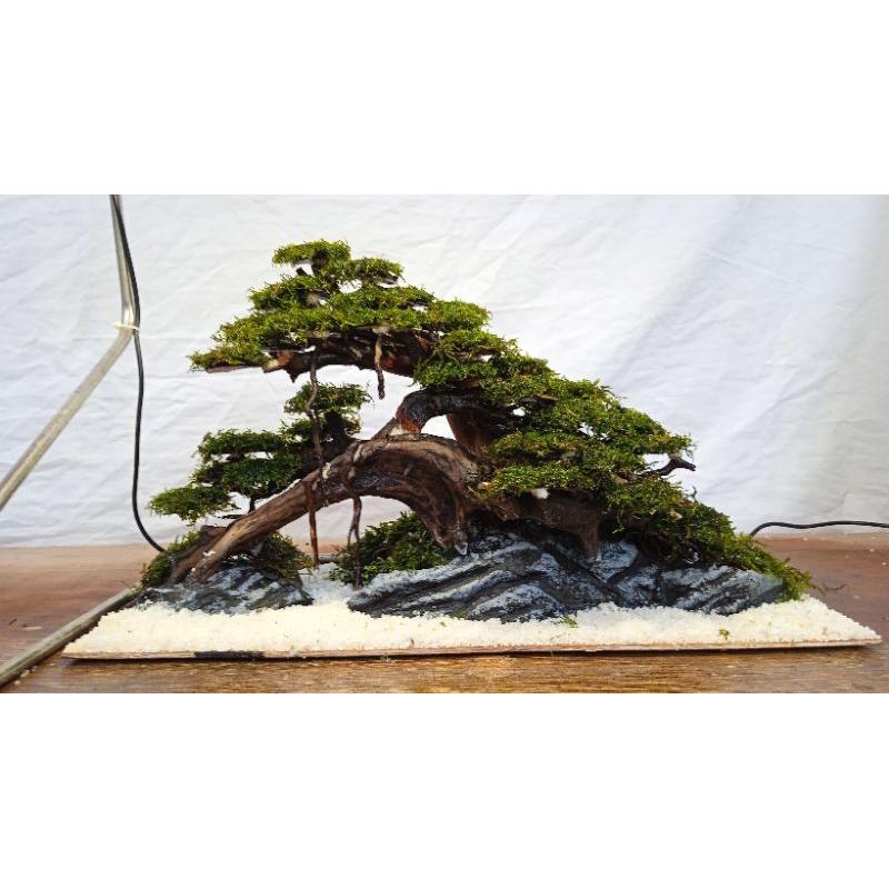 Jual hardscape bonsai aquascape 40x25 Shopee Indonesia