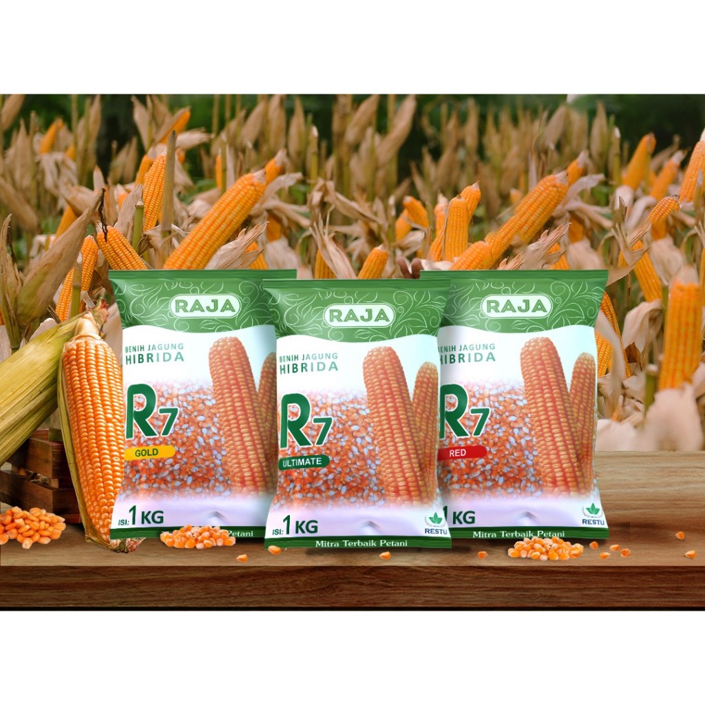 Jual Benih Jagung R7 Ulimate Raja 1kg/Benih Jagung Hibrida R7 Ultimate ...