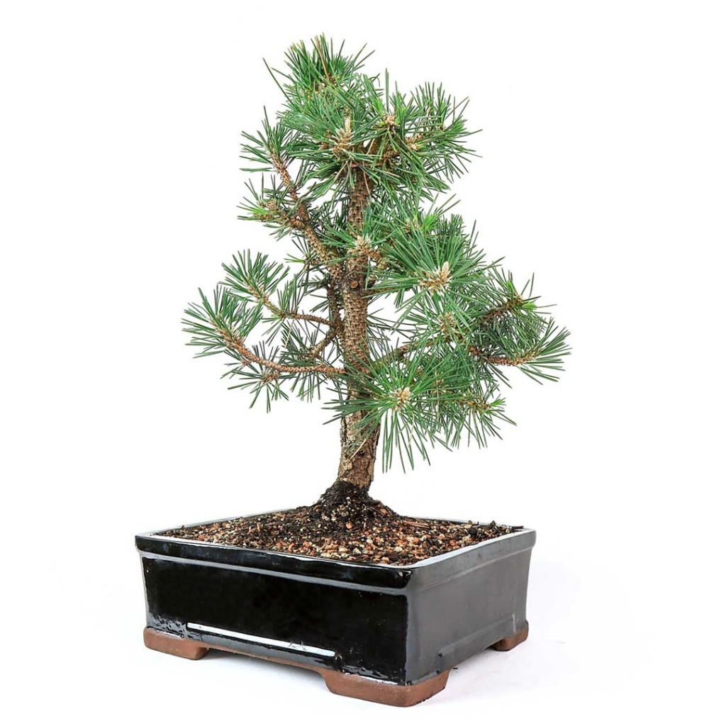 Jual Bibit Benih Pinus Hitam Jepang (1 Butir) | Shopee Indonesia