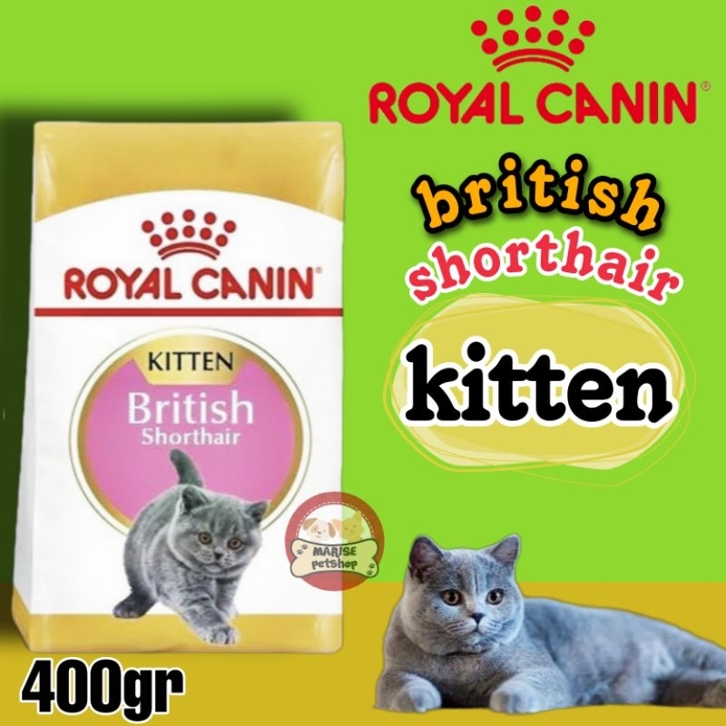 Rc best sale british shorthair