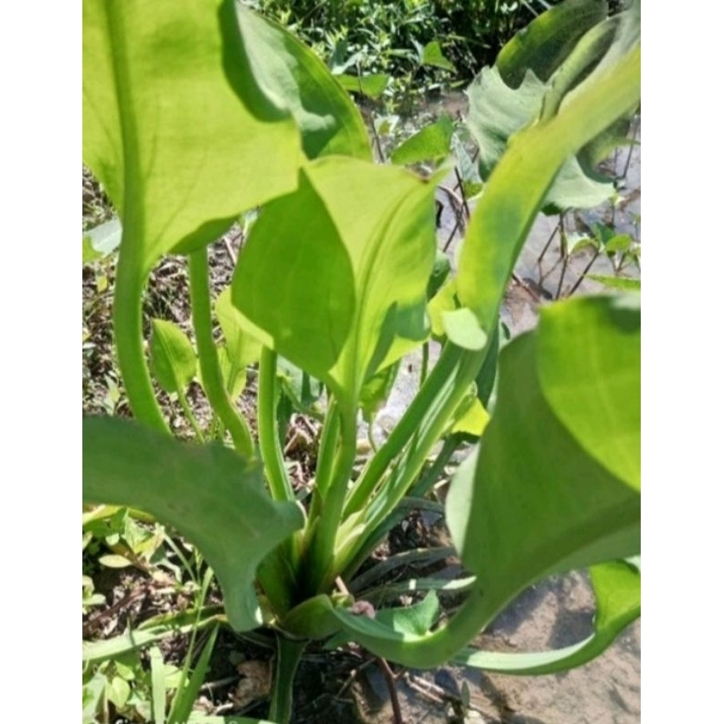 bibit tanaman genjer sayur/gendot per 10 pohon