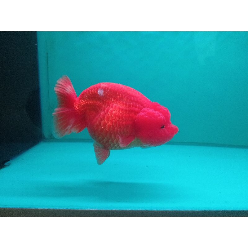 Jual RANCHU RW BUFFALO | Shopee Indonesia