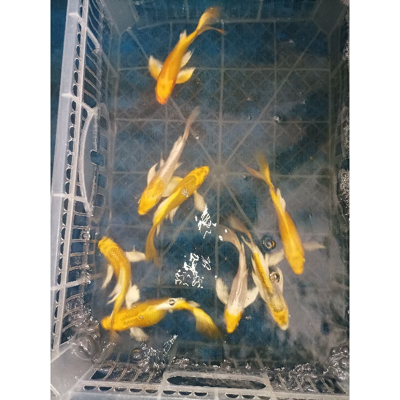 Jual (Bandung) ikan koi gold /kuning slayer size 13-15 cm | Shopee ...