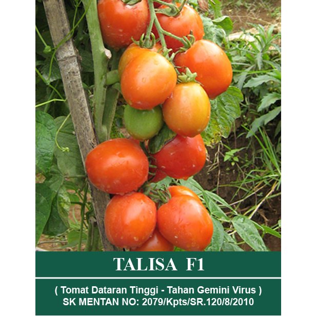 Jual BENIH TOMAT DATARAN TINGGI TALISA F1 SMALL POUCH ISI 150 BUTIR ...