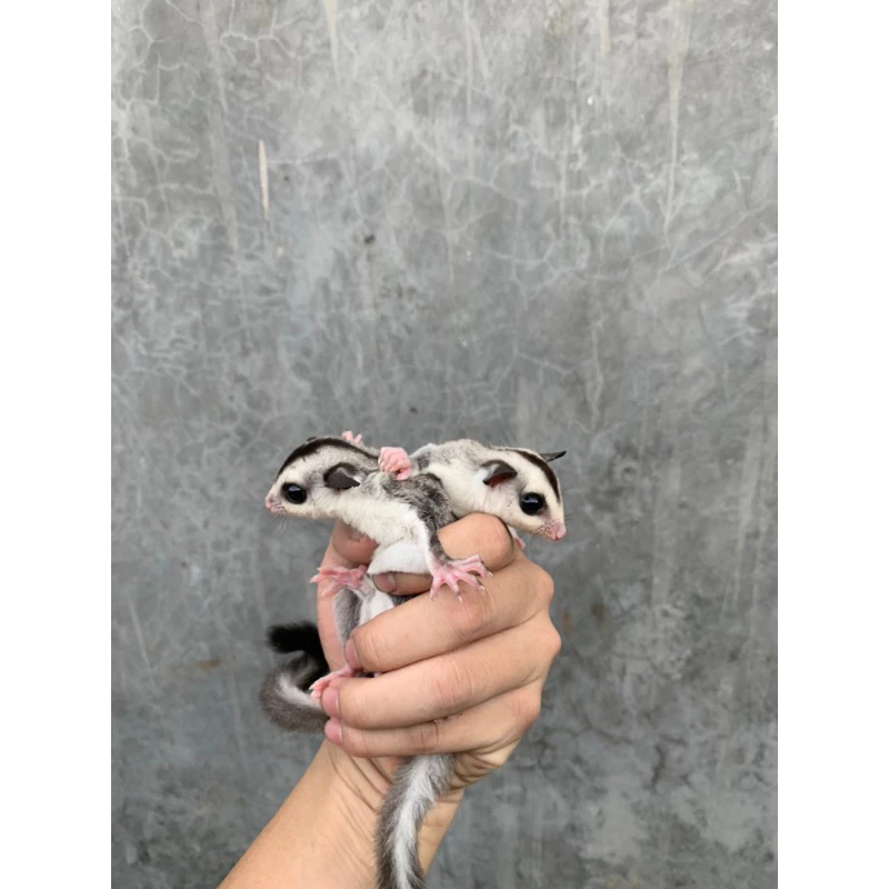 Jual Sugar Glider Surabaya