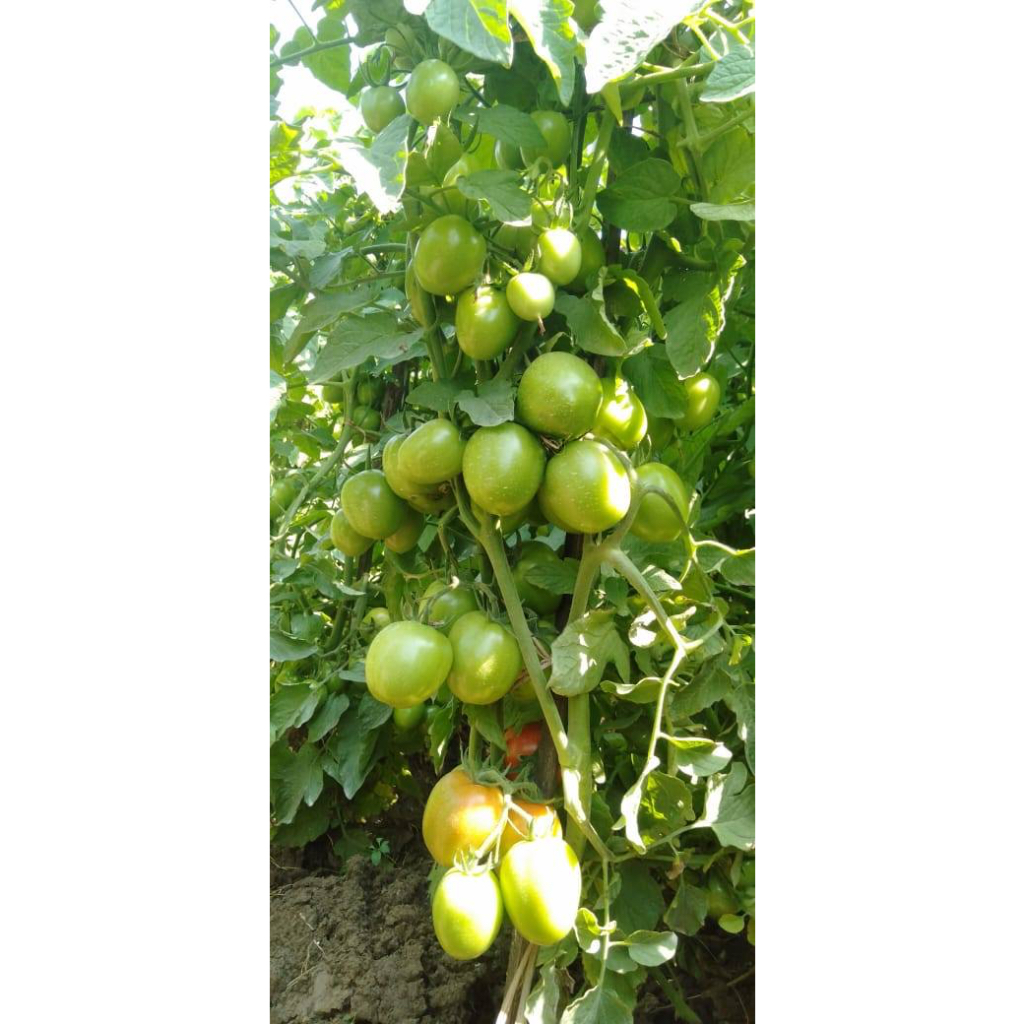 Jual [ORIGINAL] Bibit Benih Tomat Hibrida F1 NEW HIMALAYA 5 gram (+-1. ...