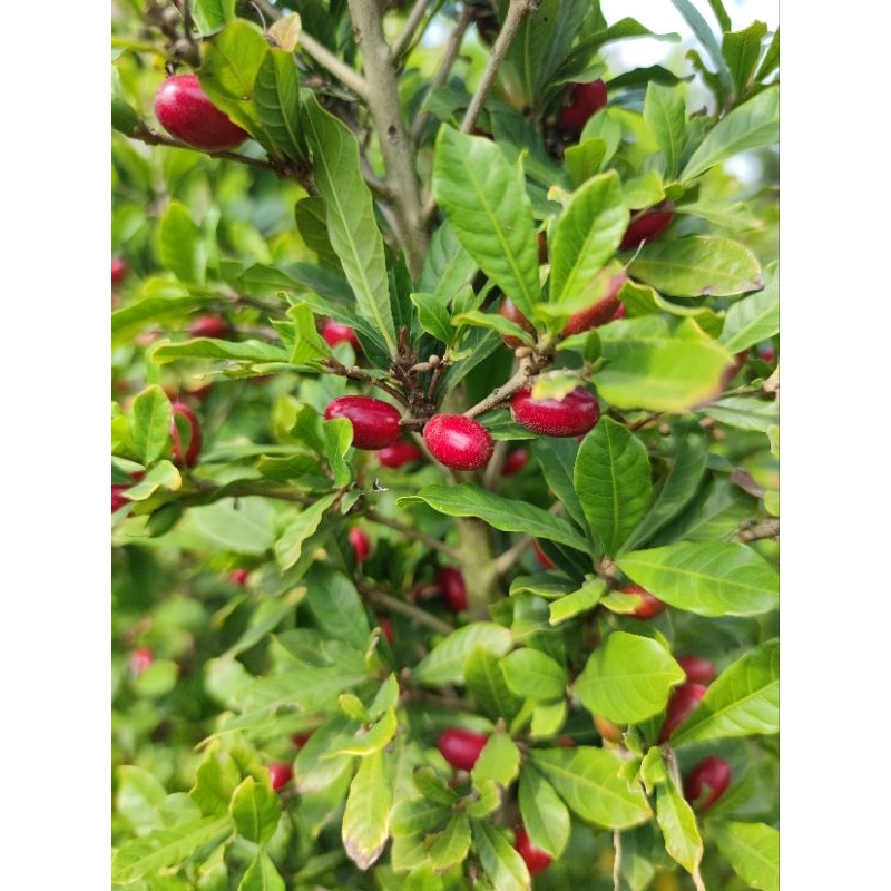 Jual Bonsai buah Bonsai Miracle fruit / bonsai magic fruit bibit buah ...